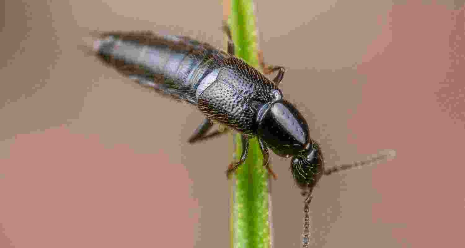 Three new rove beetle species discovered in Arunachal Pradesh highlight rich biodiversity and the urgent need for conservation in fragile forest ecosystems.