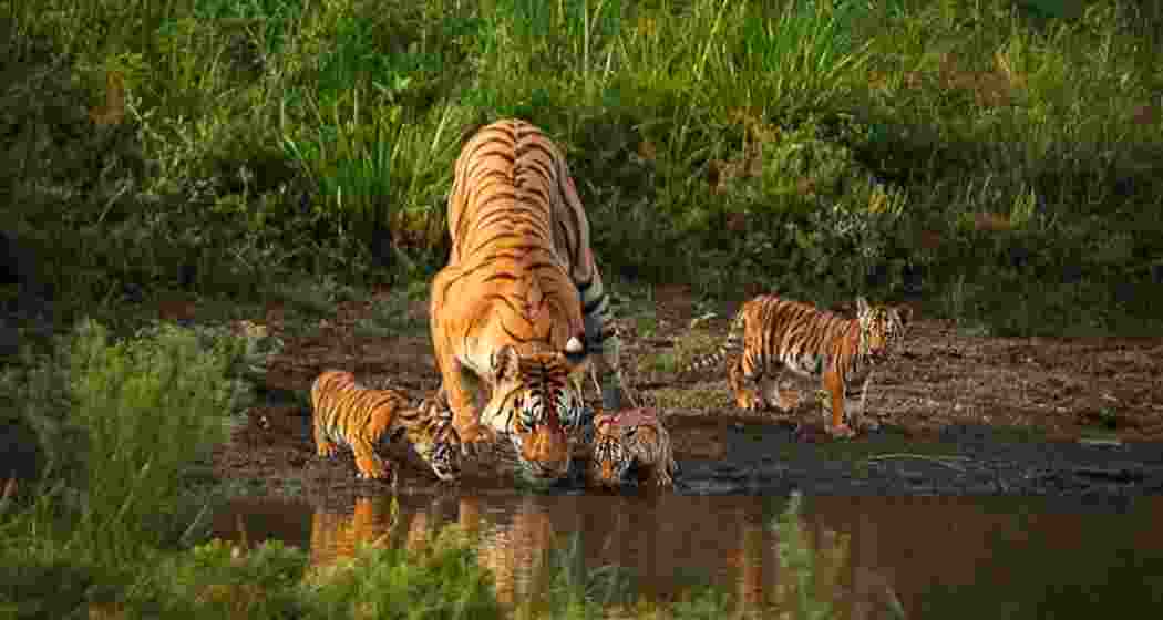 Image for representative use only.