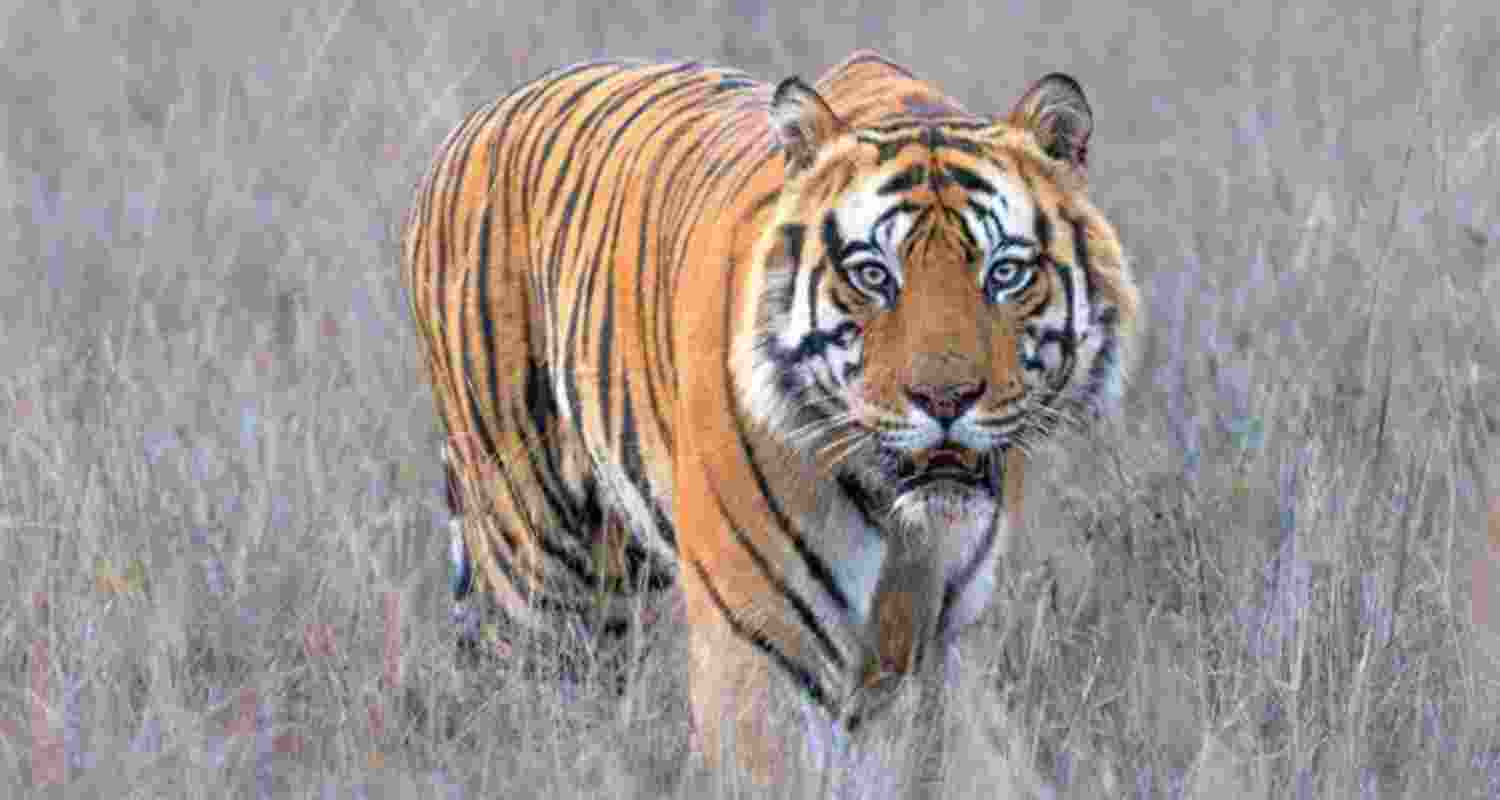 Royal Bengal Tigress gives birth to three cubs in Tripura zoo