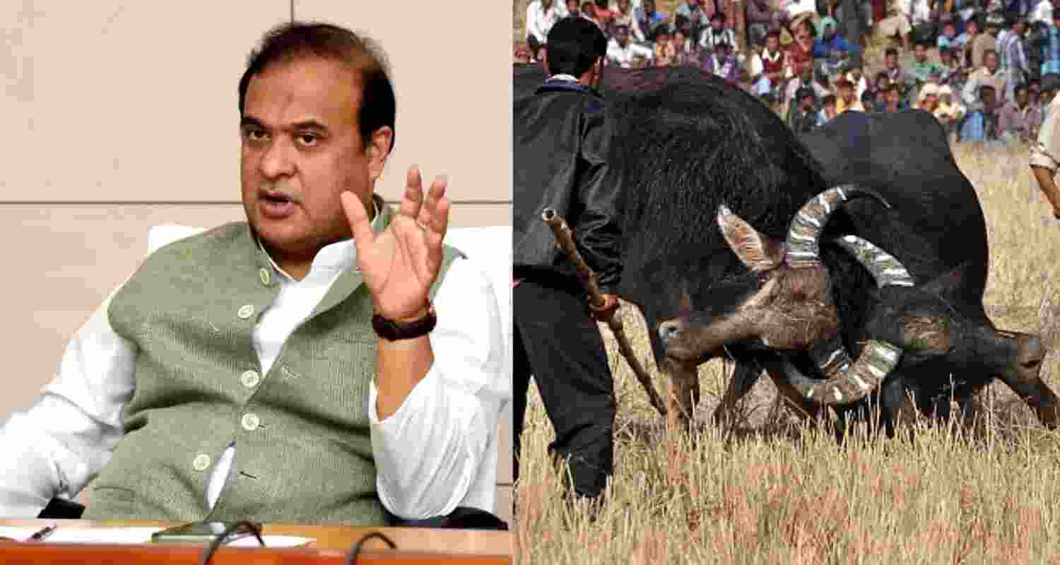 Assam to introduce law legalising buffalo fights