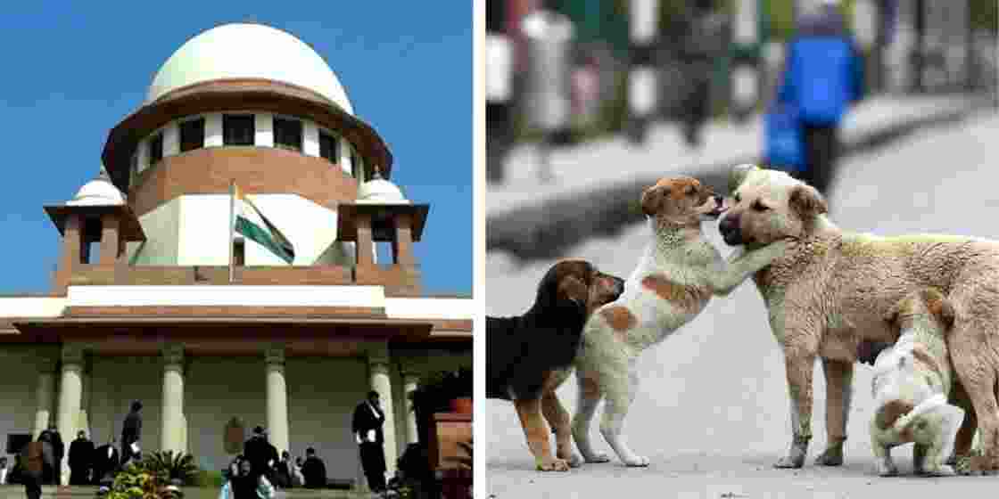 Stray dogs in a Delhi locality (R), are at the centre of a heated legal battle in the SC.
