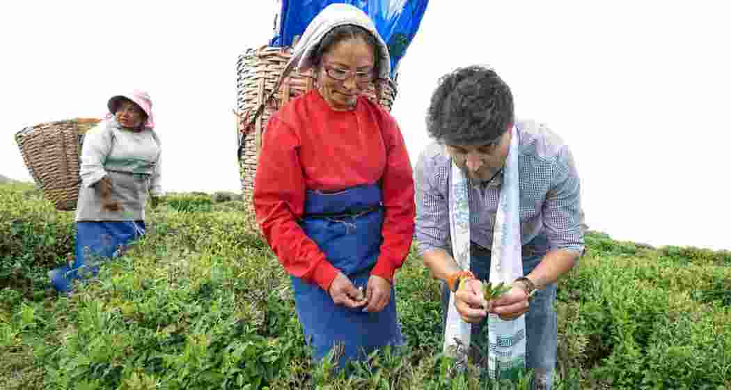 Union Minister Jyotiraditya Scindia plucks tea at Temi Tea Garden during his visit to Sikkim.