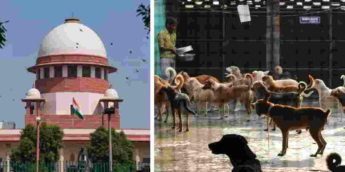  The Supreme Court has ordered their removal from all NCR localities.