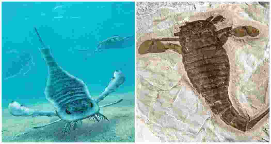 A representation of a giant sea scorpion, Eurypterid, on the left, with a fossil of the prehistoric creature displayed on the right.