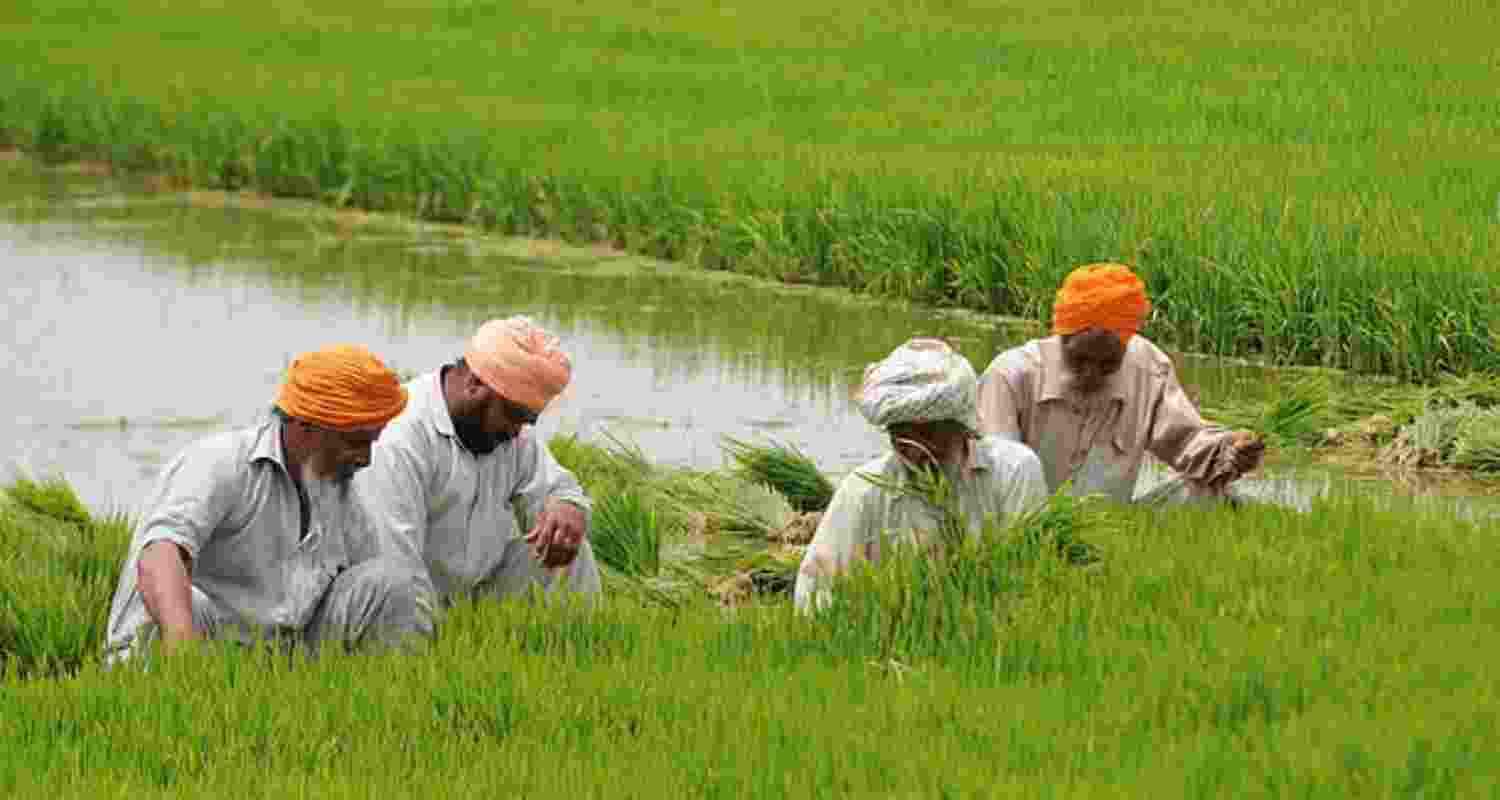 Punjab is on course for a record paddy harvest this kharif season.