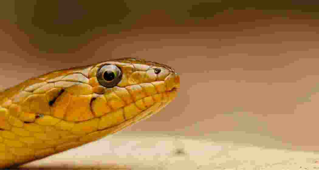 An albino Checkered Keelback. 