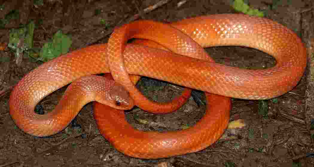 A Red Coral Kukri snake. 