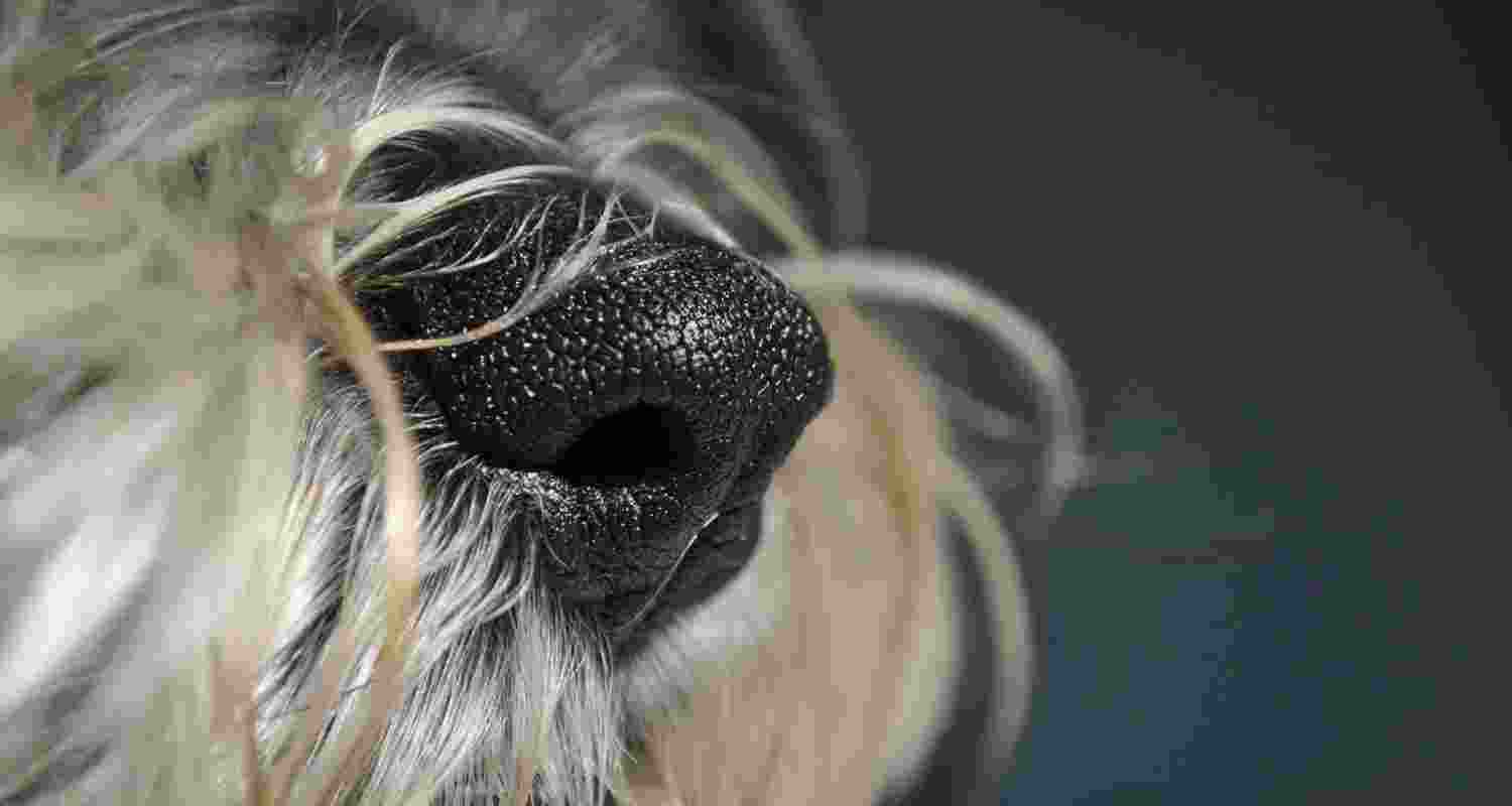 Breakthrough as dogs sniff out cancer before symptoms even appear