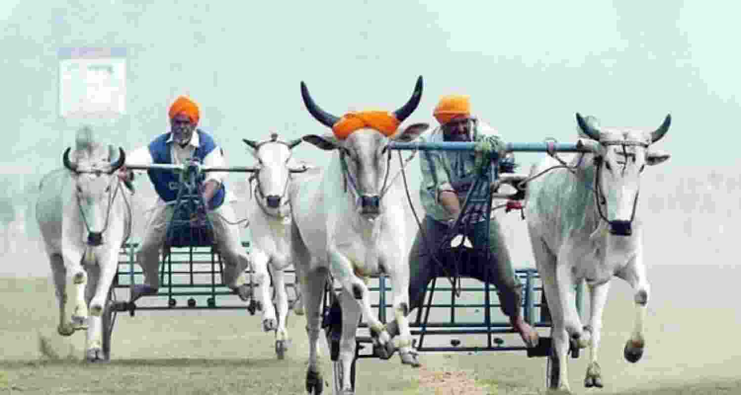 Two men engage in a bullet cart traced in the Kila Raipur, rural Olympic games