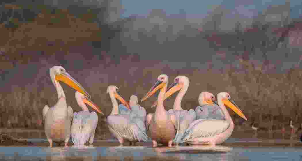 Chhari Dhandh in Gujarat is a paradise for bird-watchers