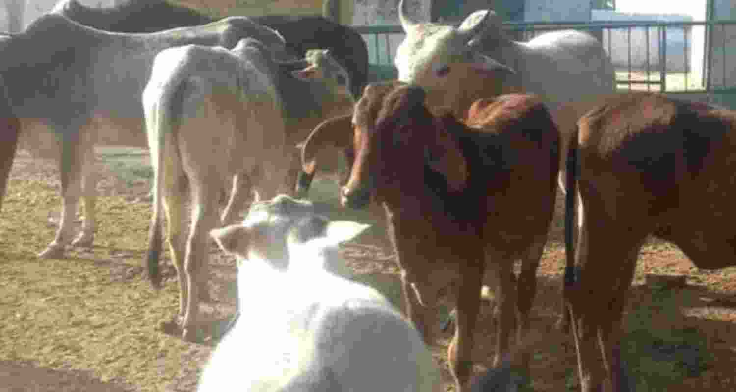 Stray cattle a menace of UP.
