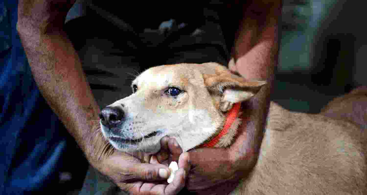 RTI reveals stray dog bites kill 118 in Kerala since 2016