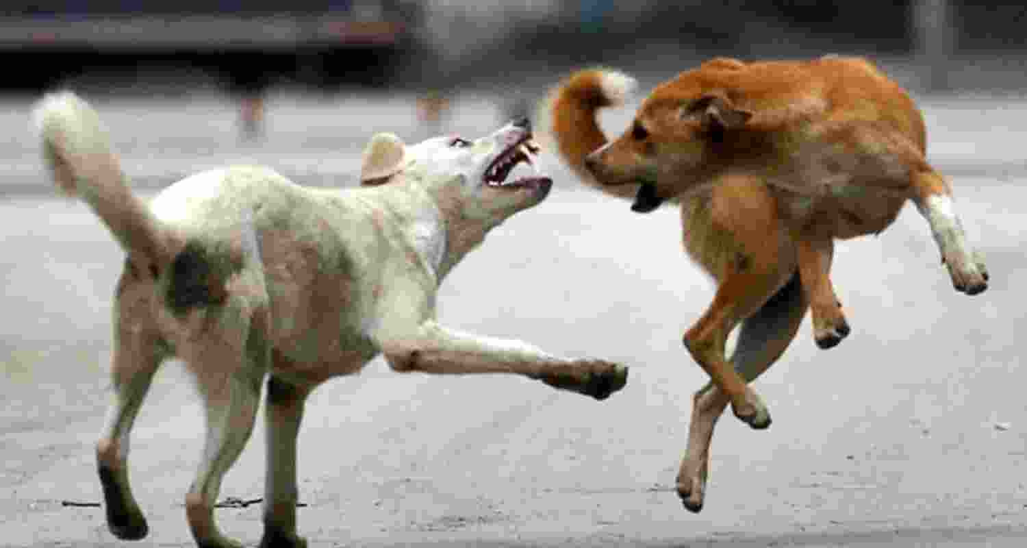 Stray dog menace: Stop virtue signalling and take real action