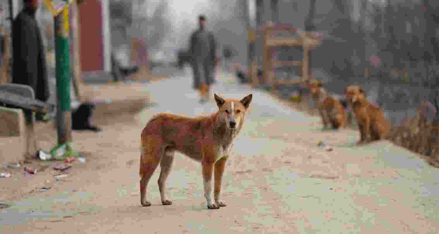 Only 2 pc human-dog interactions in India are aggressive: Study