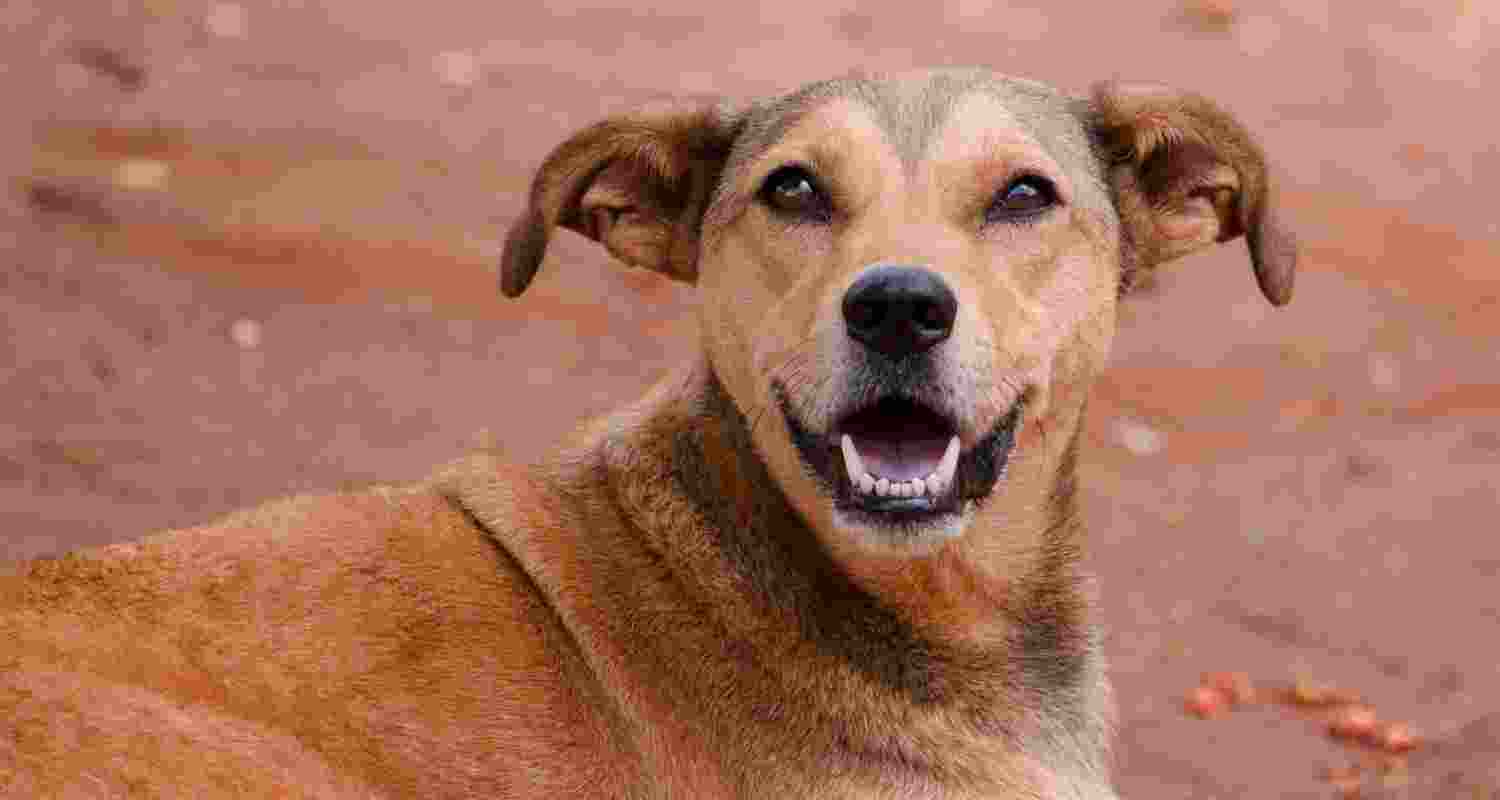 Representative Image. 