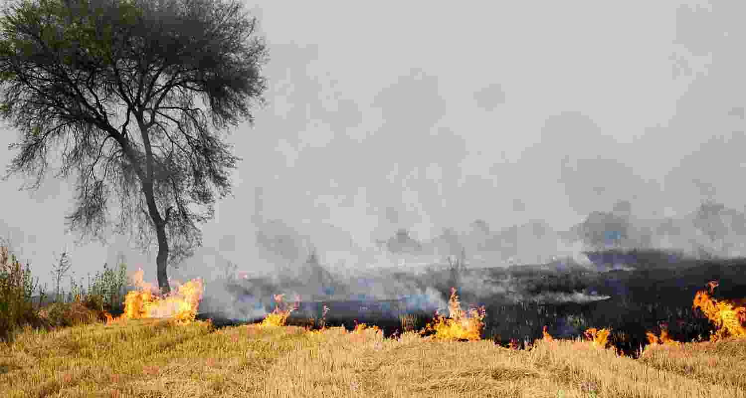 Single-day spike: Punjab reports 587 stubble fires