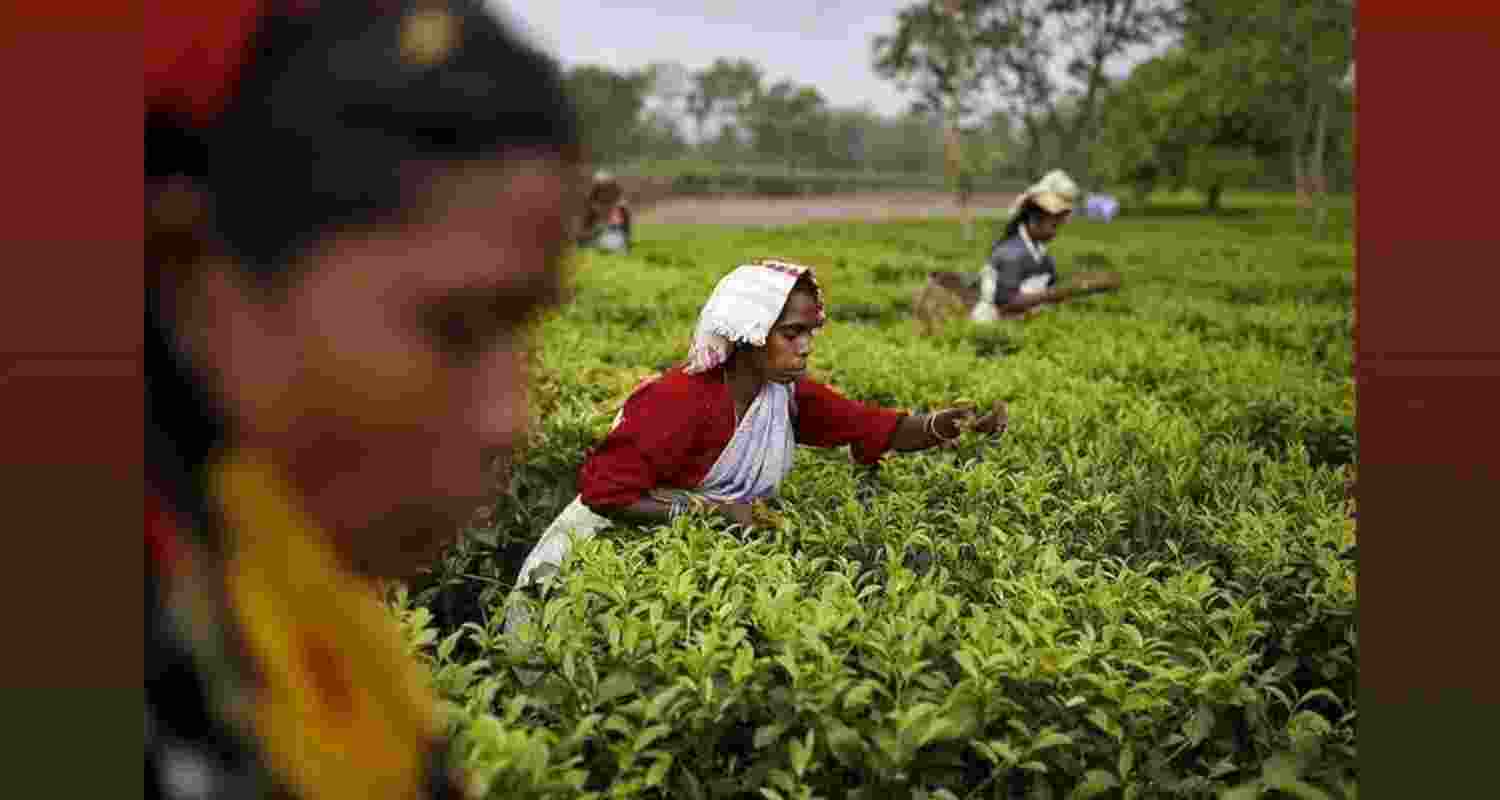 Assam Budget: AI-powered auctions to transform tea industry