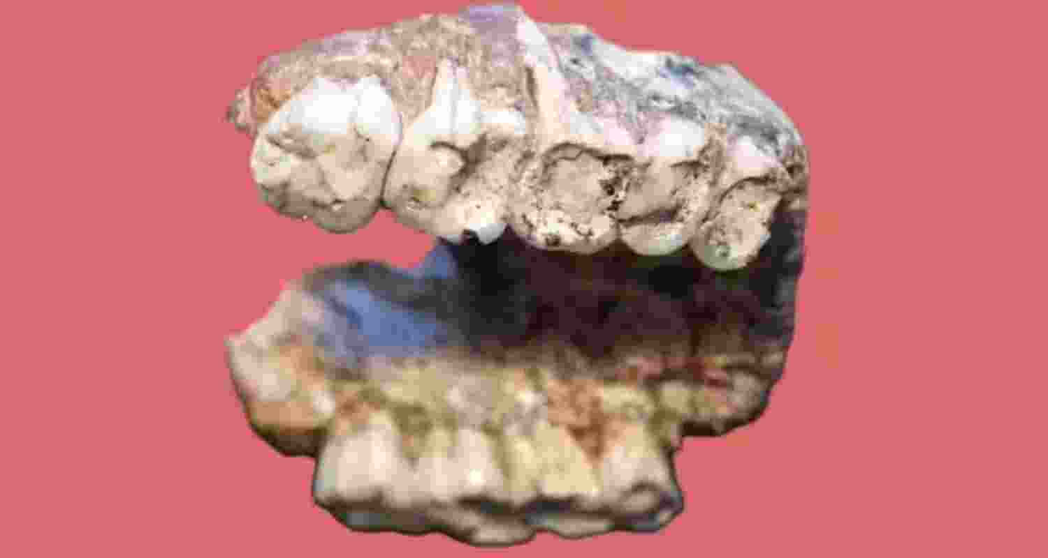 2-million-year-old pitted teeth point at human evolution