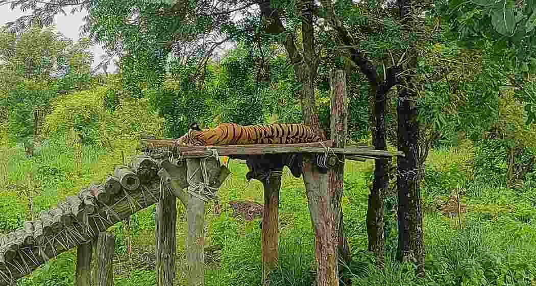 A tiger resting at the Nagpur’s Maharajbagh Zoo in Nagpur, Maharashtra.