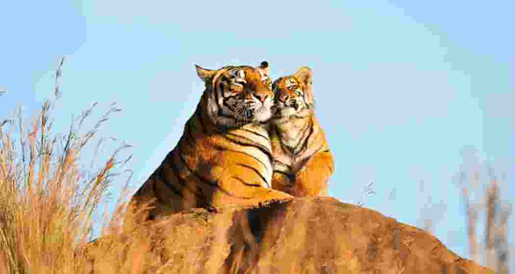 A Royal Bengal tigress nuzzles her playful cub at Madhya Pradesh’s Bandhavgarh National Park.