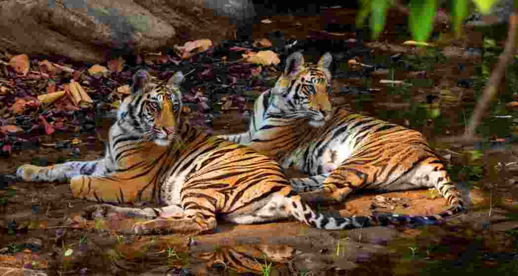 Representational image. 