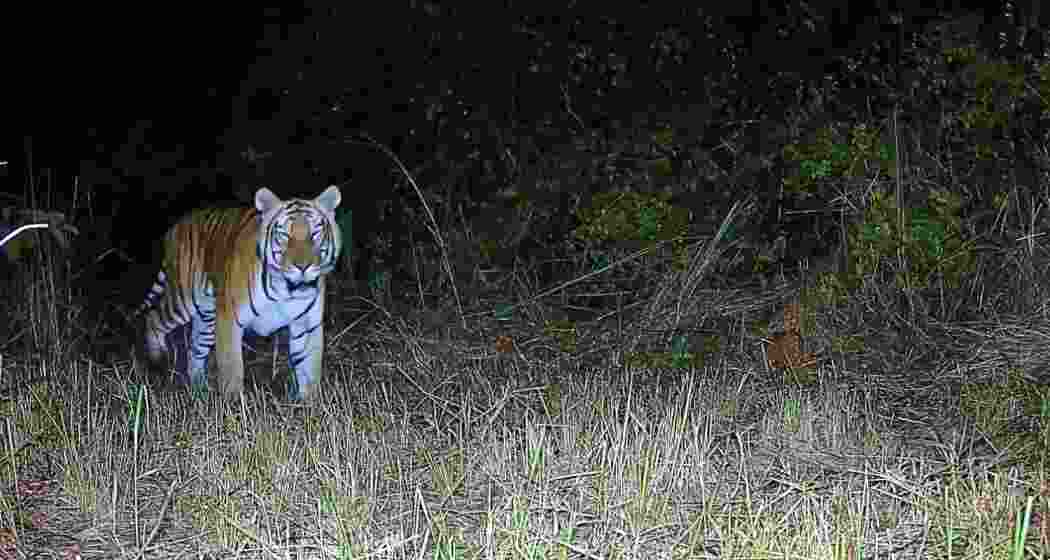 Camera trap image captures a Royal Bengal Tiger in D Ering Memorial Wildlife Sanctuary, marking the species’ return to the Arunachal Pradesh protected area after nearly two decades.
