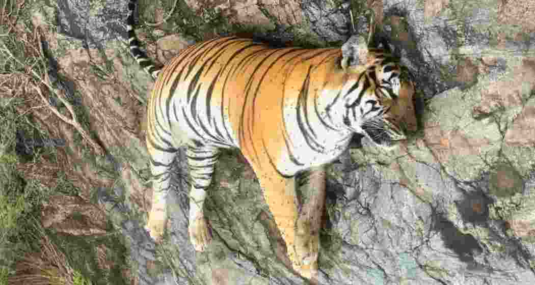 The tigress and her four cubs were found dead in Karnataka’s Hugyam forest range after feeding on a poisoned cow carcass allegedly placed by locals to avenge livestock loss.