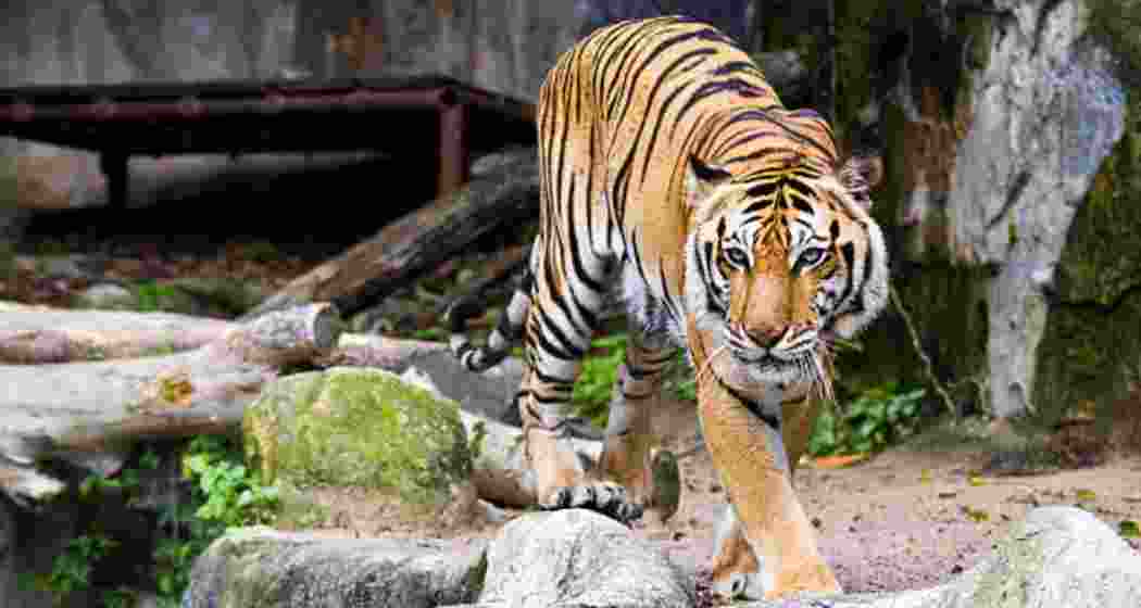 Representative image. Representative image.