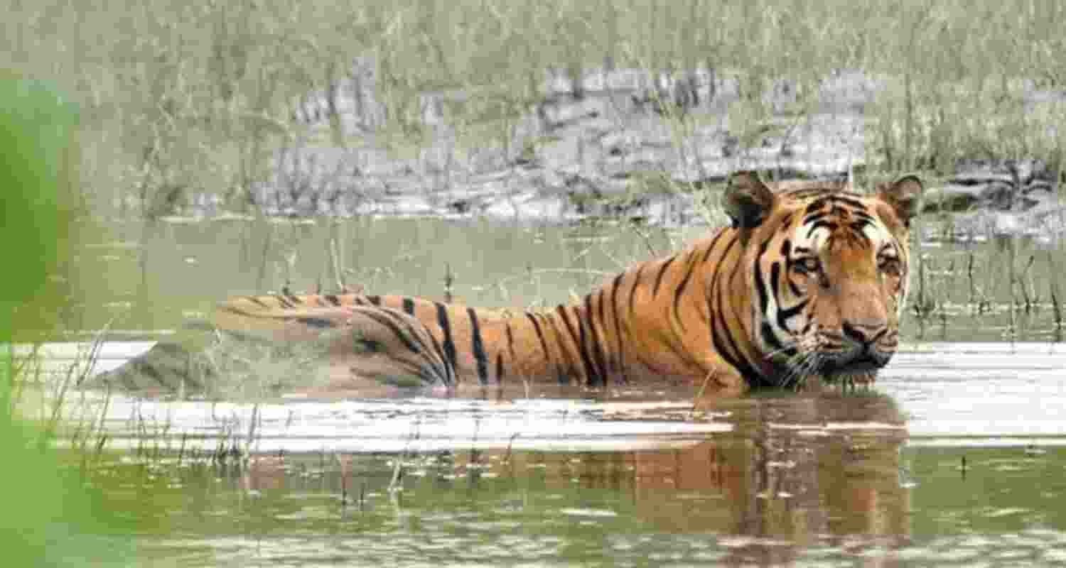 India marks International Tiger Day with Kaziranga’s tally rising to 148
