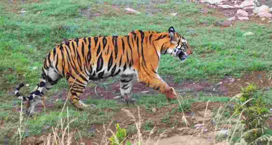 Madhav National Park becomes MP’s ninth Tiger reserve