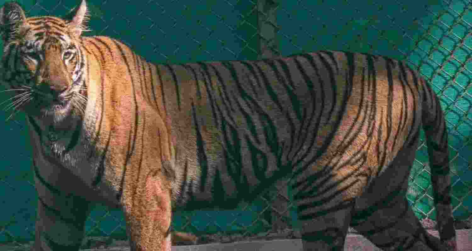 A representative image