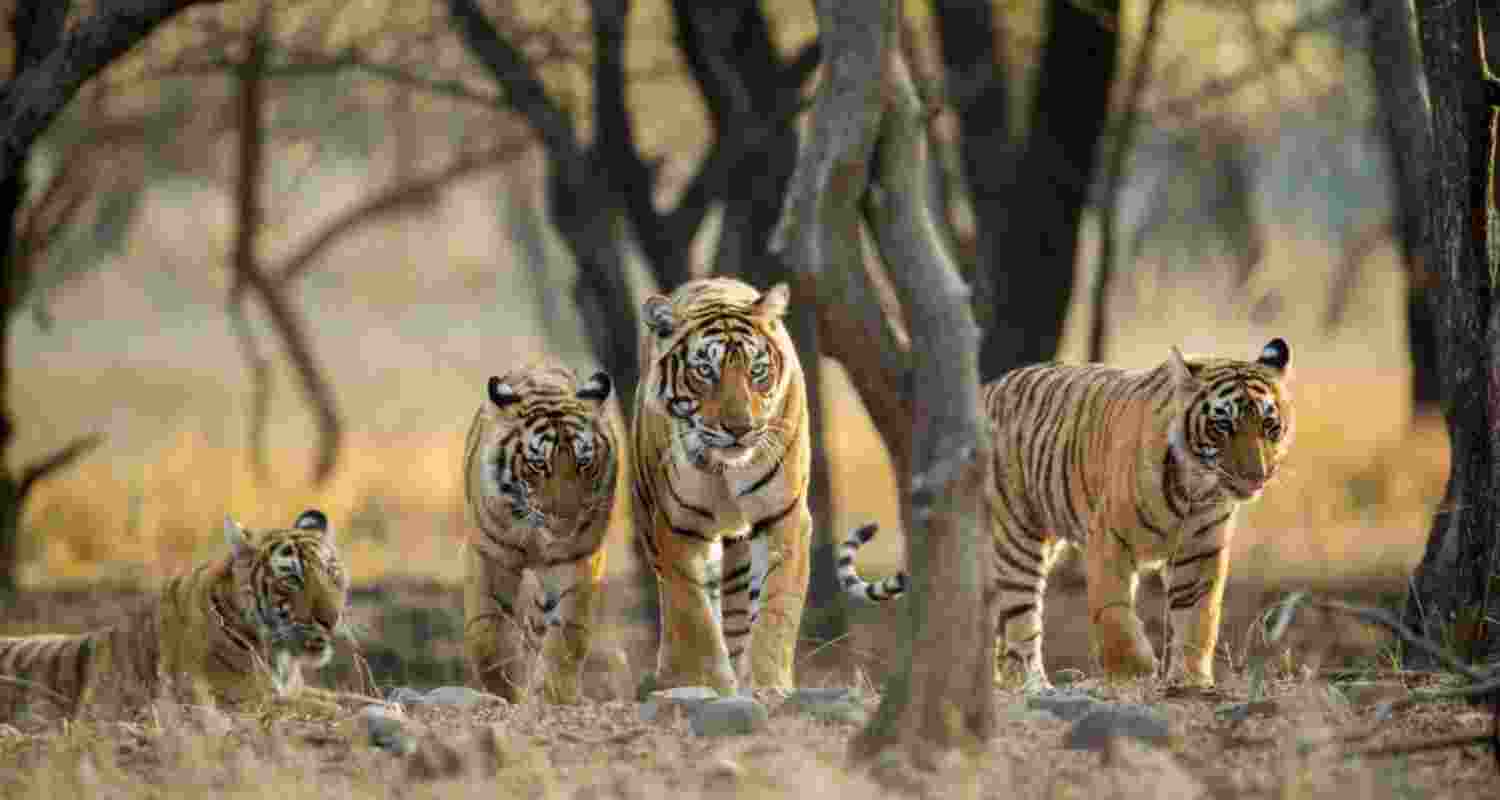 Representative Image.