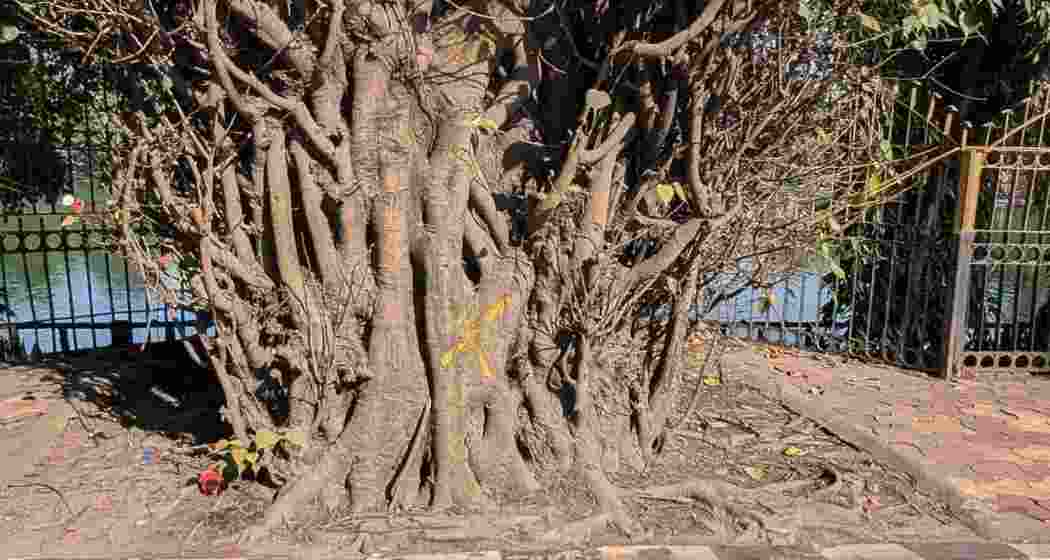 Yellow crosses mark century-old trees in Guwahati as protesters rally against plans to fell them for a new flyover, highlighting the community's commitment to preserving their natural heritage.