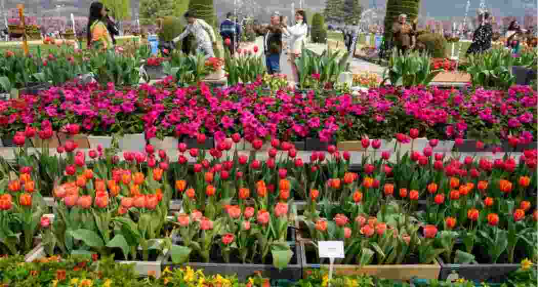 Asia's largest tulip garden in Srinagar opens to visitors