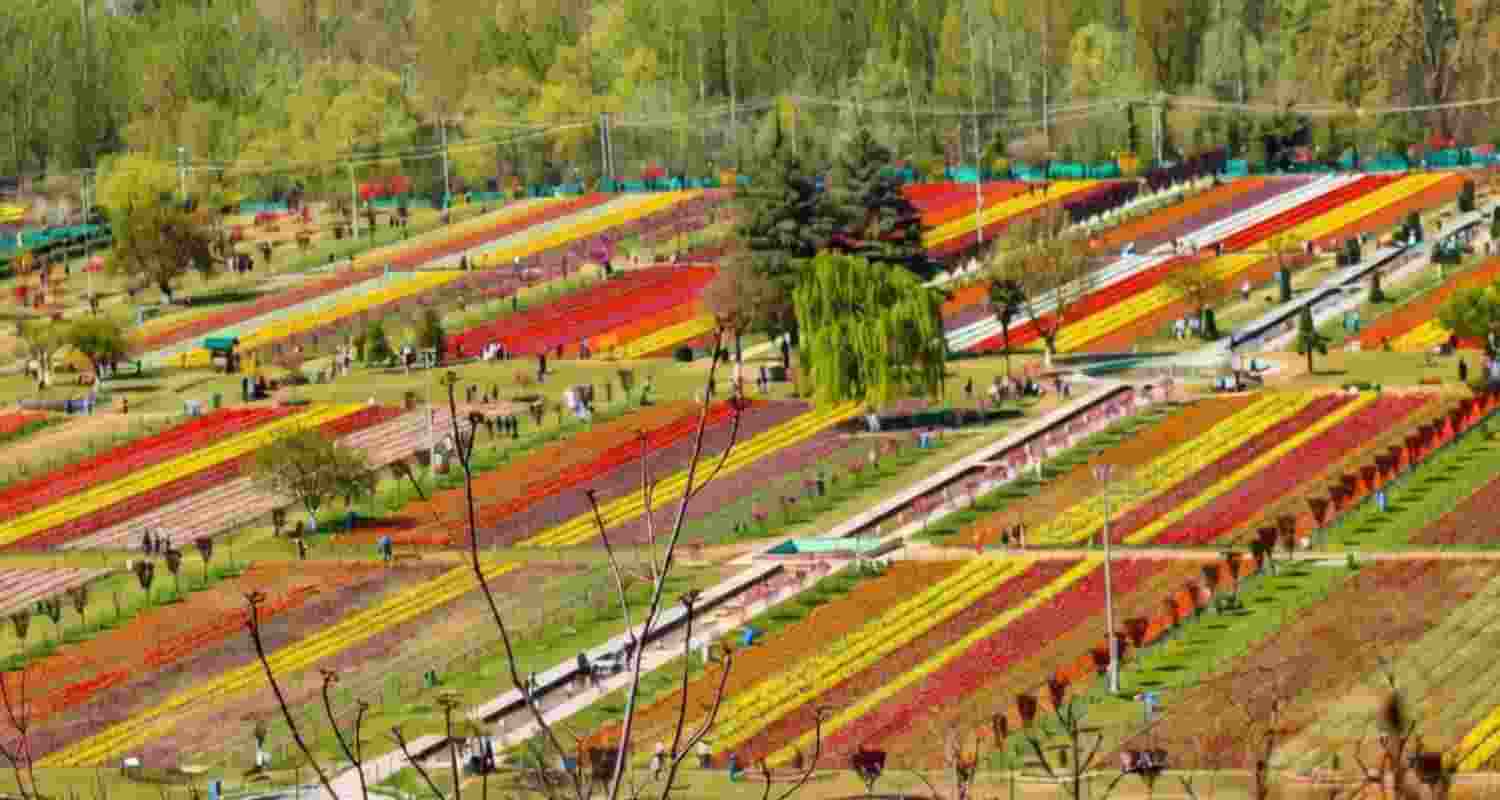 Srinagar’s Tulip Garden draws nearly 4 lakh visitors in a month, signalling tourism revival in Kashmir with strong footfall and high hotel occupancy.