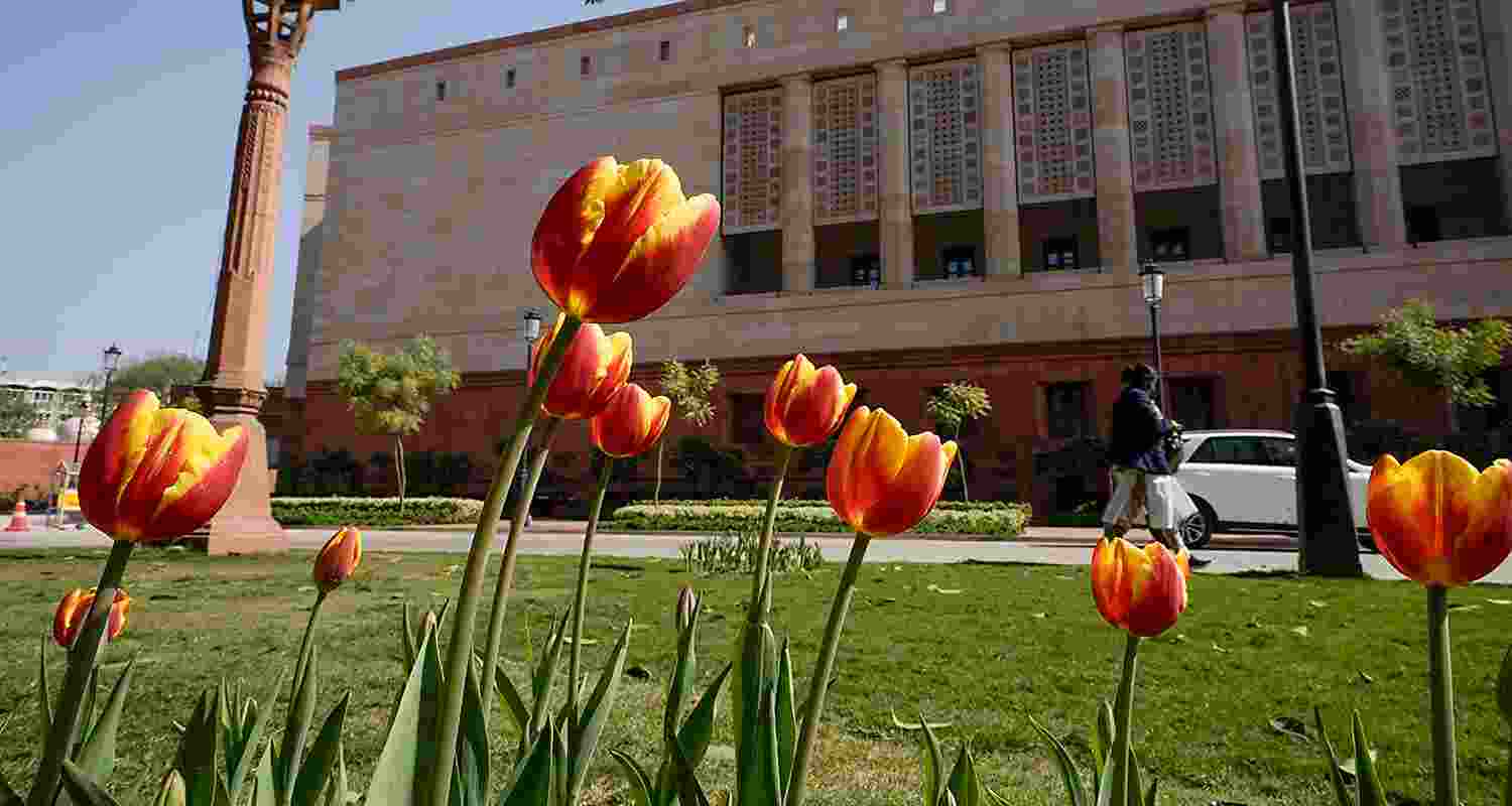 Tulips at full bloom during Budget session in Parliament