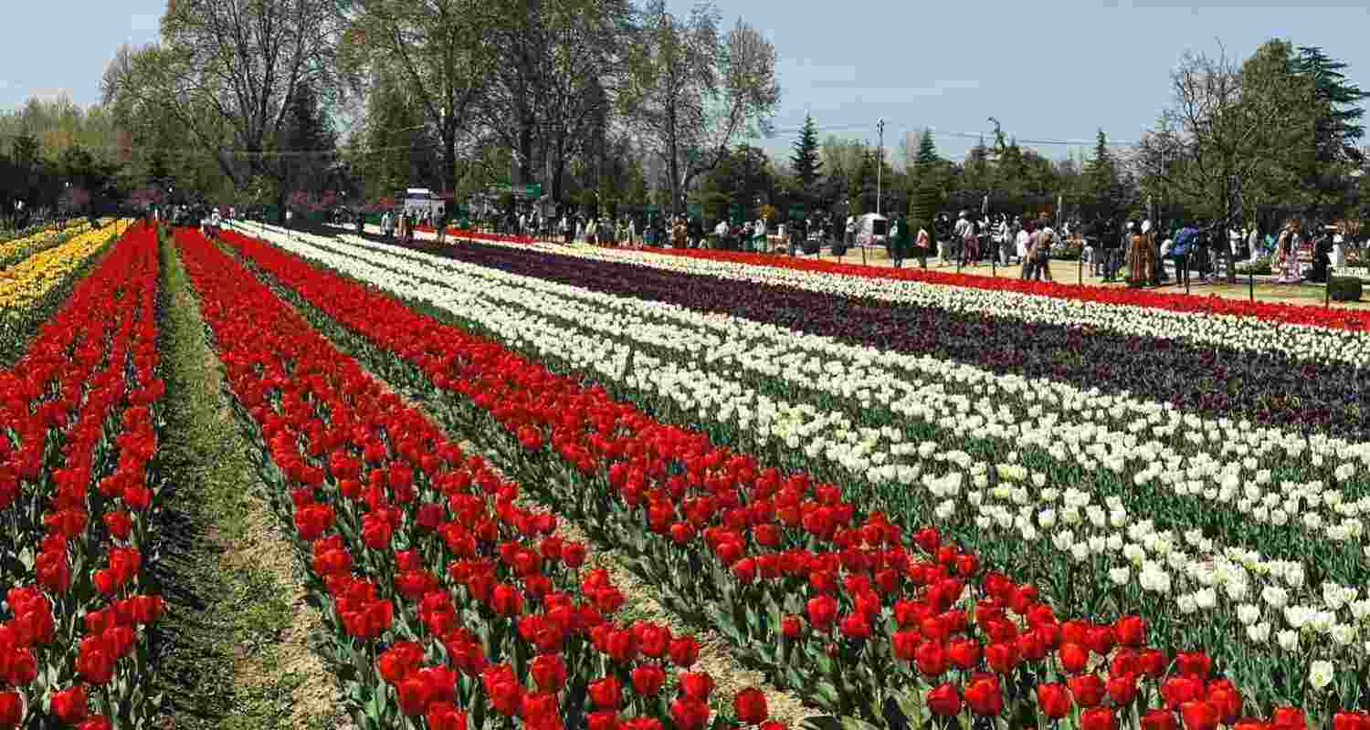 Srinagar’s Tulip Garden nears 3 lakh visitors amid weekend rush, with record footfall expected as tourism season begins in Kashmir.