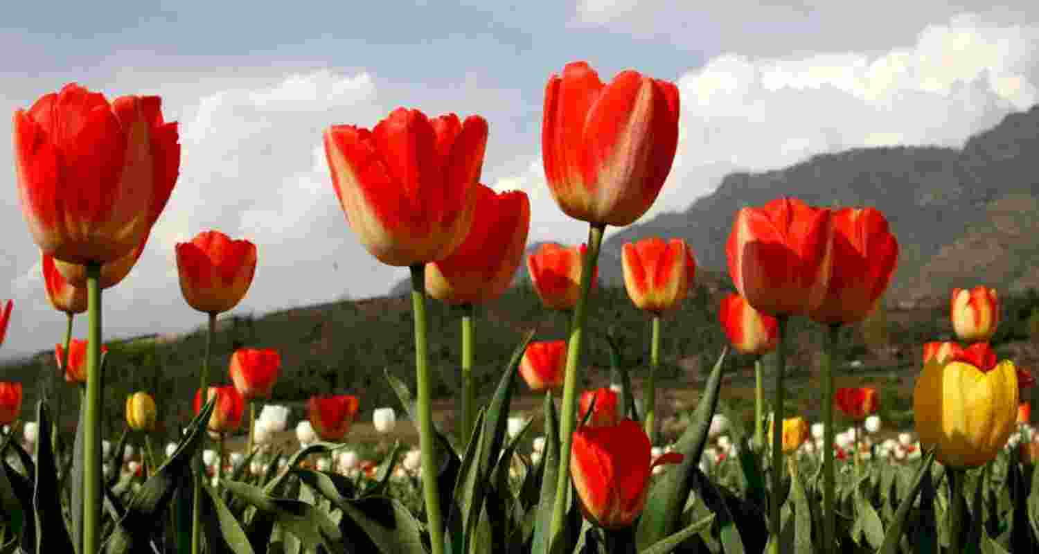 Srinagar’s Tulip Garden sees 1.77 lakh visitors in 16 days, with numbers set to cross 2 lakh as blooms peak and tourist footfall surges.