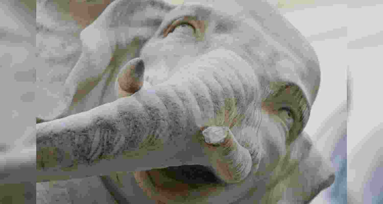 Bernini’s 17th-century elephant tusk snapped once more