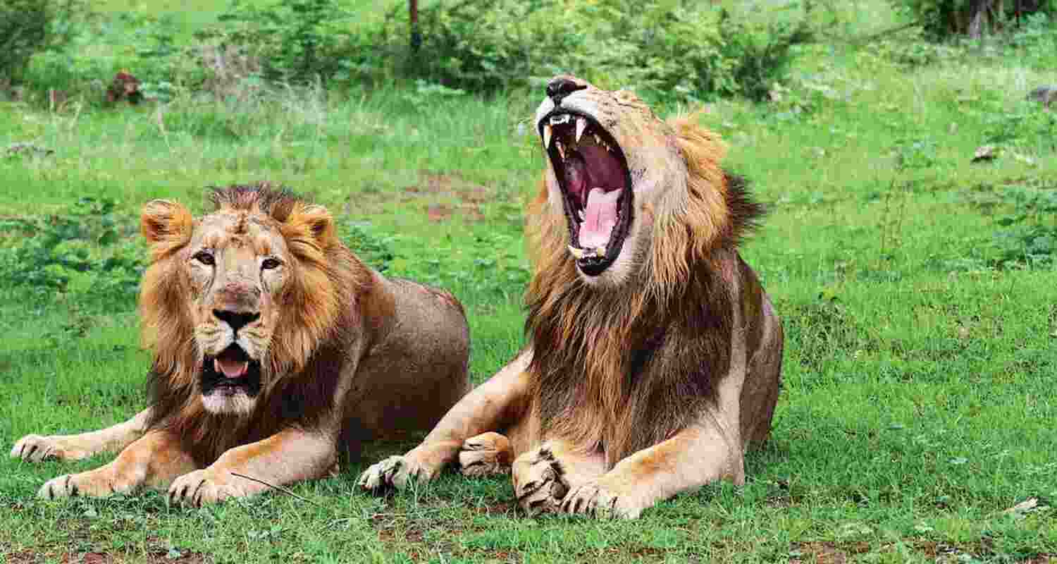 Lions now spread across 11 Gujarat districts.