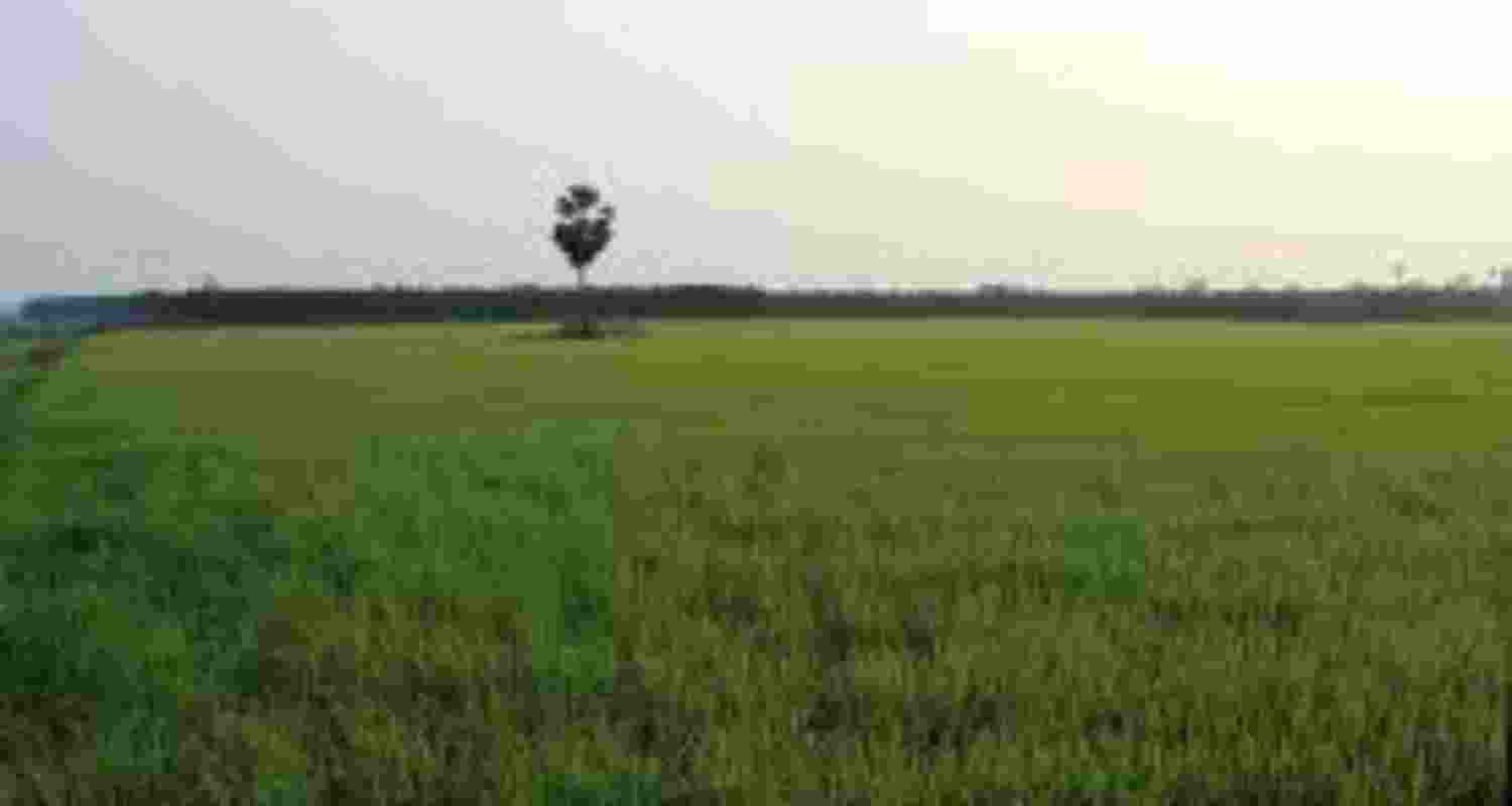 Representative Image of Indian farms