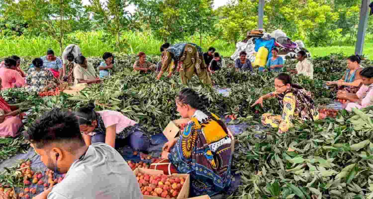 Rose-scented litchis have made their way to Doha from Punjab