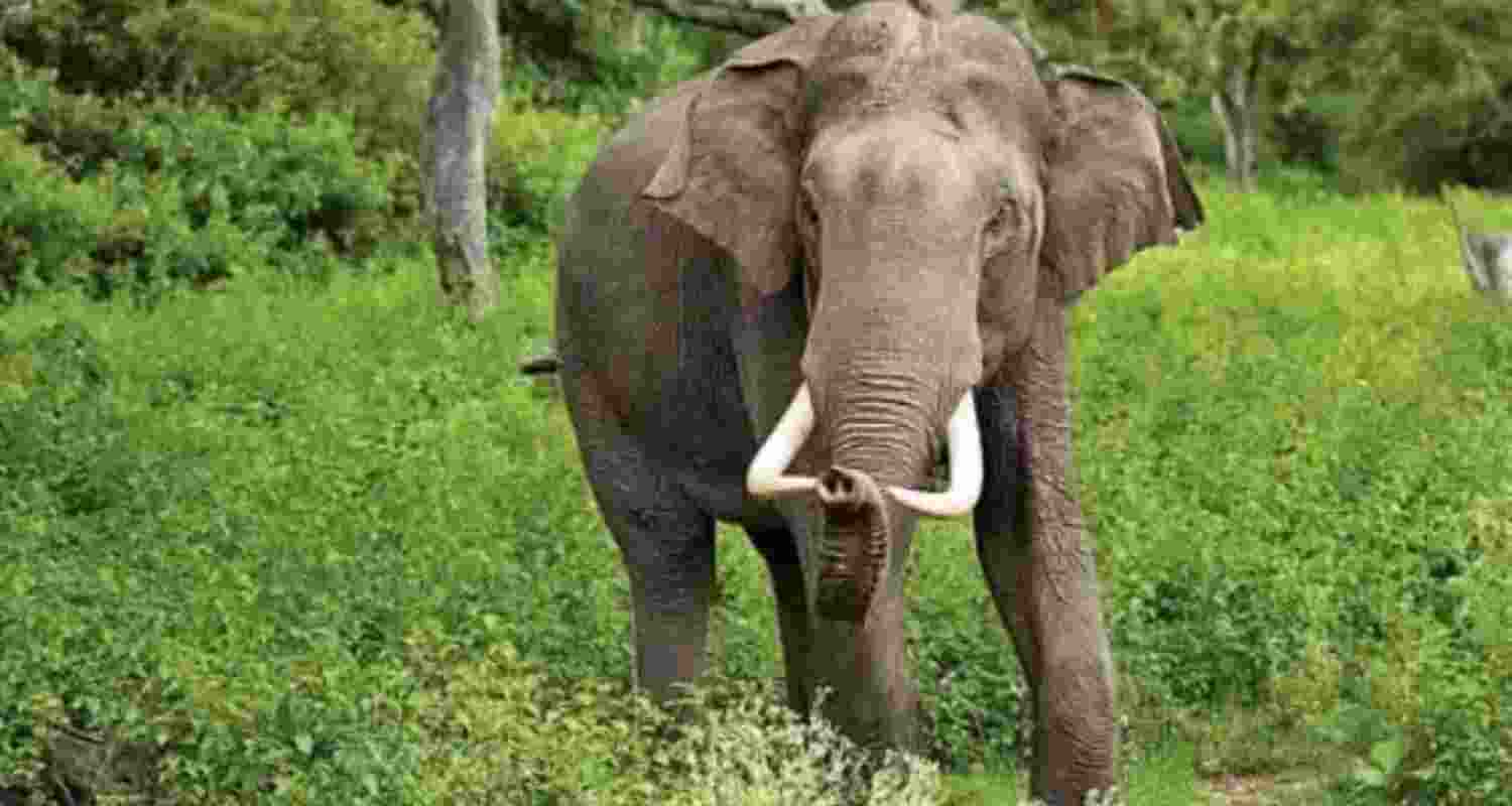 BSF On Indo Bangladesh Border Equipped For Elephant Safety.