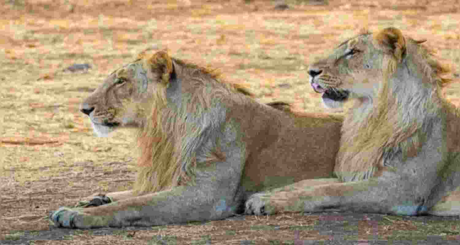 MP gets two lions from Gujarat in exchange for two tigers