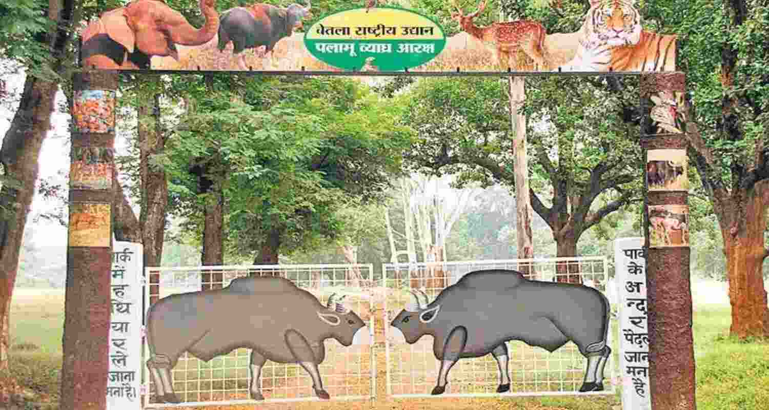 Tiger shifts from Garhwa to Latehar in Palamu Reserve.