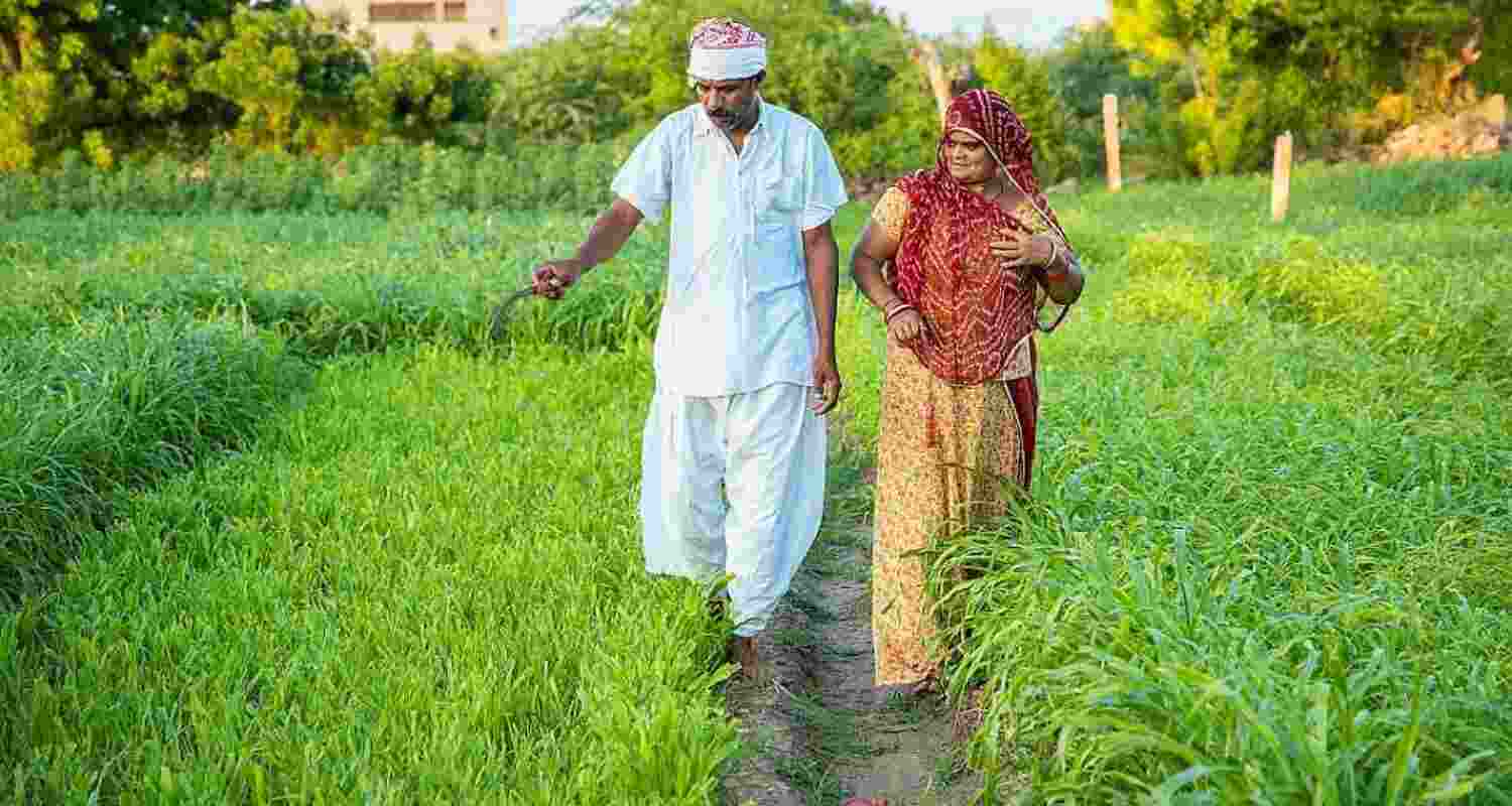 Market Intervention Scheme guidelines revised for states.