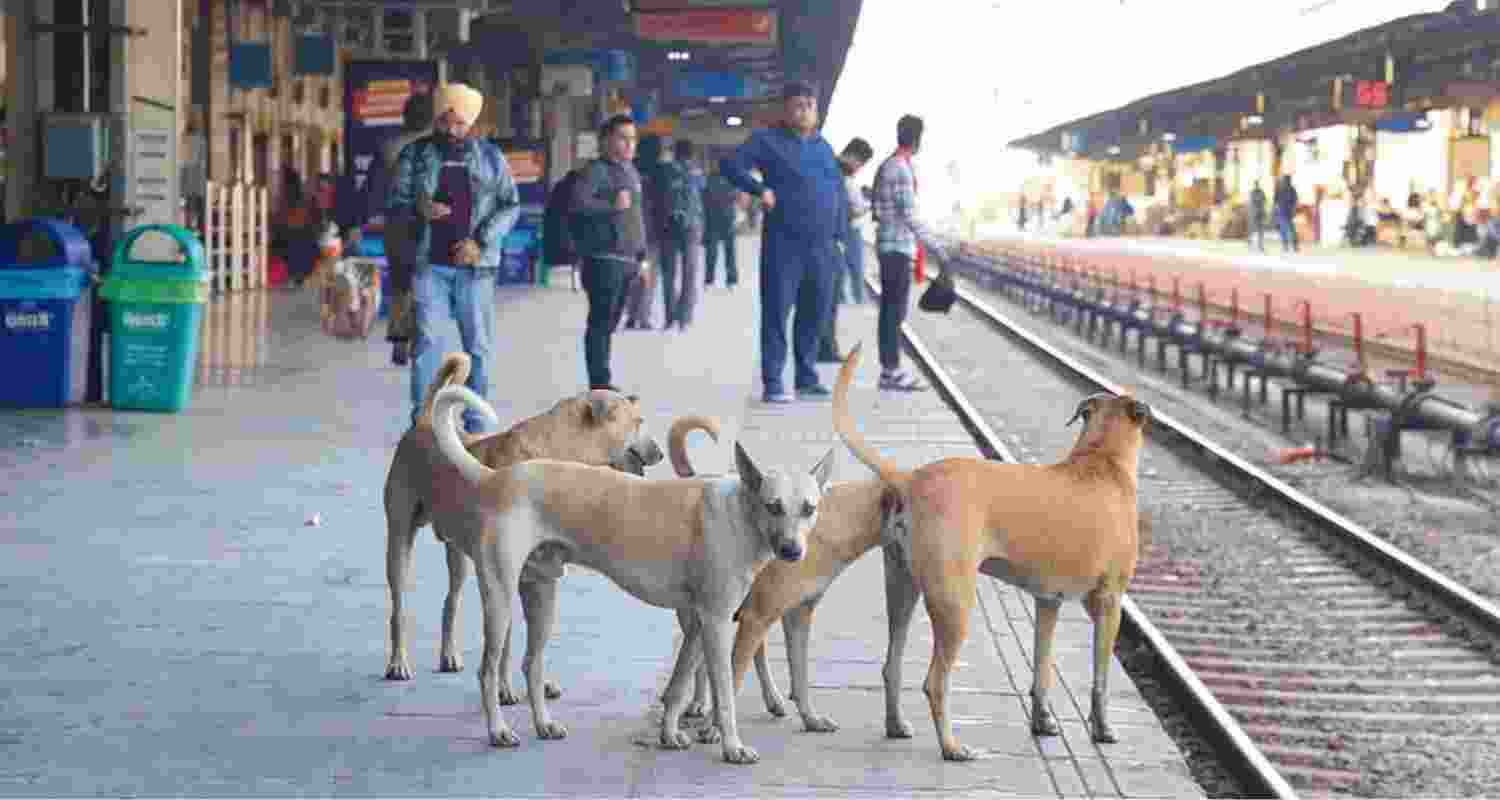 Moga Stray Dog Centre to Aid Public Safety.