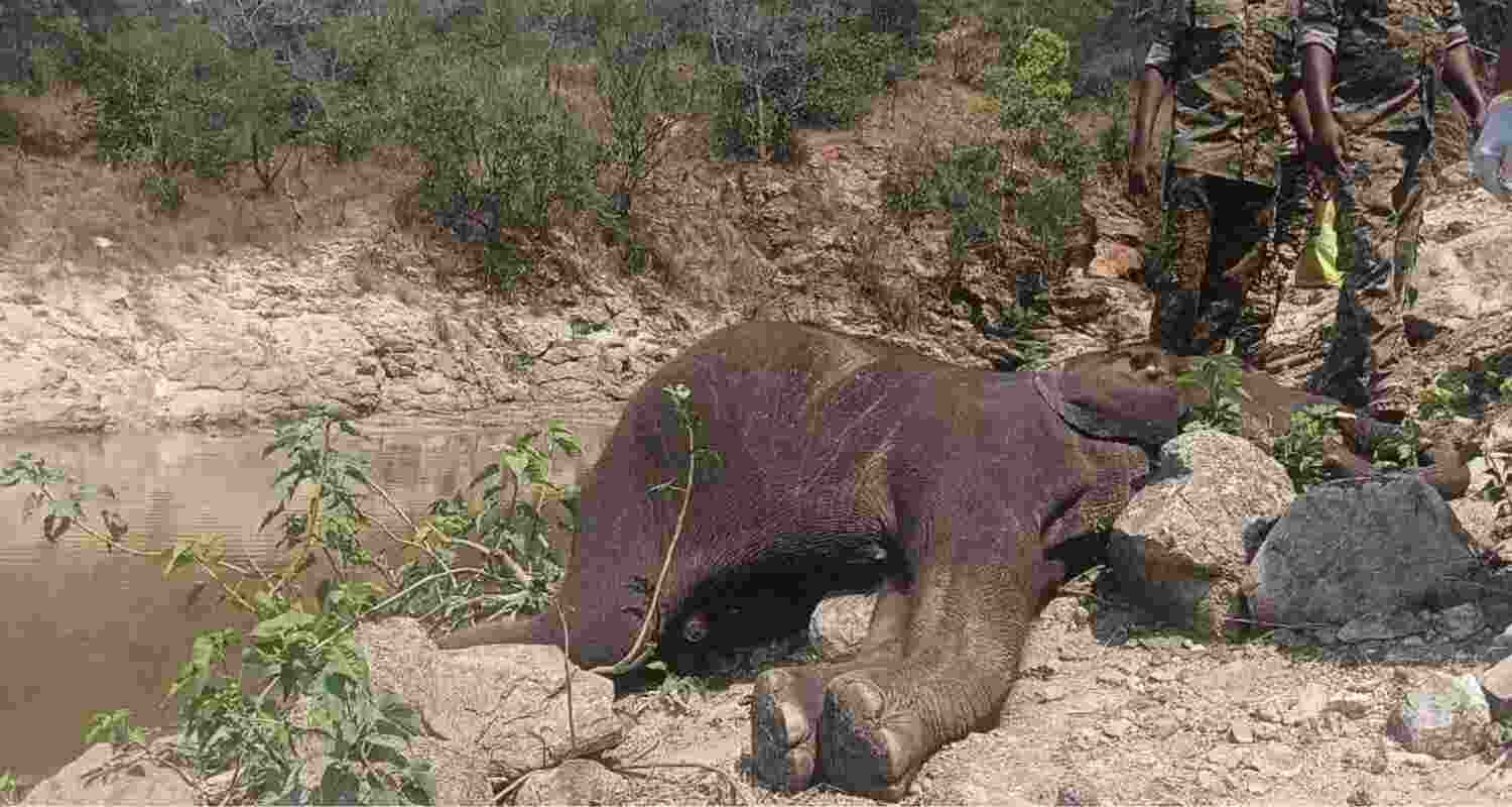 Elephant Badly Hurt by IED in Maoist Zone Forest.