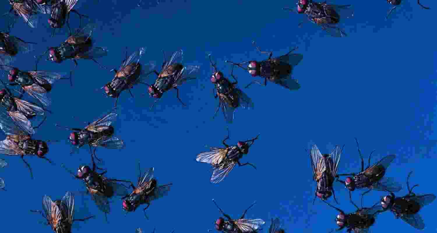 Billions of Flies to Be Airdropped Over Mexico and Texas.