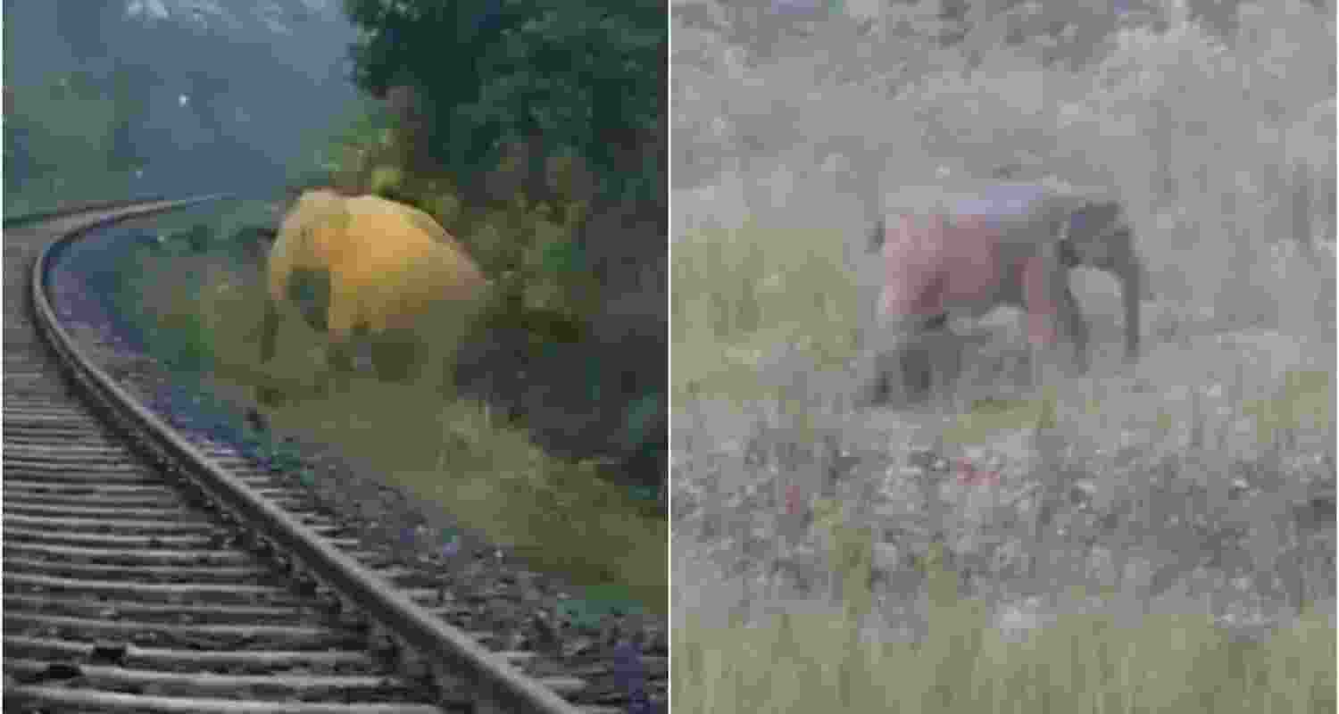 Wild elephant delivers baby beside Railway tracks in Jharkhand.